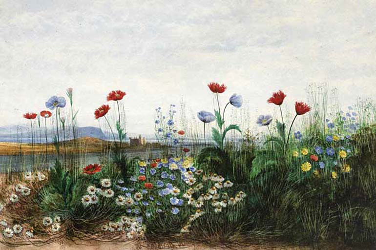 Wild Flowers with View of Doe Castle